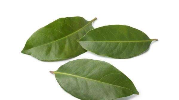 Punya Kolesterol Tinggi? Coba Atasi dengan Konsumsi Daun Salam Punya Kolesterol Tinggi? Coba Atasi dengan Konsumsi Daun Salam