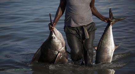 Wapres Bangga Ikan Tangkapan Nelayan Biak Tembus Pasar AS dan Jepang