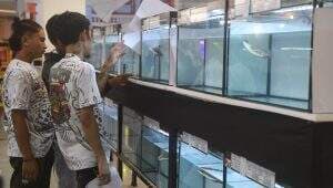 Ratusan Ikan Channa Tampil Dalam Sriwijaya Channa Contest Ratusan Ikan Channa Tampil Dalam Sriwijaya Channa Contest