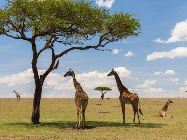 Apa Itu Ekowisata? Definisi, Kelebihan dan Kekurangannya Apa Itu Ekowisata? Definisi, Kelebihan dan Kekurangannya