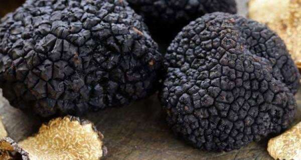 Inilah 6 Bahan Makanan Termahal Di Dunia, Salah Satunya Dari Indonesia? Inilah 6 Bahan Makanan Termahal Di Dunia, Salah Satunya Dari Indonesia?