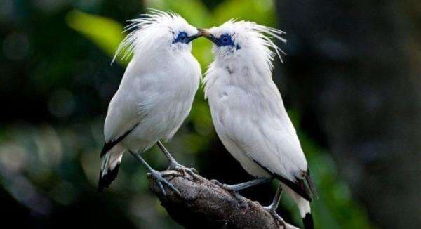 Indah, Inilah 6 Spesies Burung Asli Indonesia Indah, Inilah 6 Spesies Burung Asli Indonesia