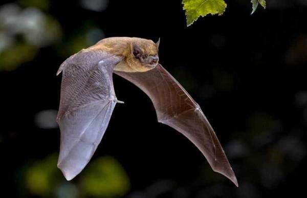 Lima Teknologi Ini Terinspirasi dari Alam, dari Navigasi hingga Velcro Lima Teknologi Ini Terinspirasi dari Alam, dari Navigasi hingga Velcro