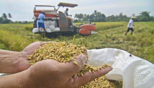 Pemerintah Resmi Berlakukan HPP Baru Gabah dan Beras Pemerintah Resmi Berlakukan HPP Baru Gabah dan Beras