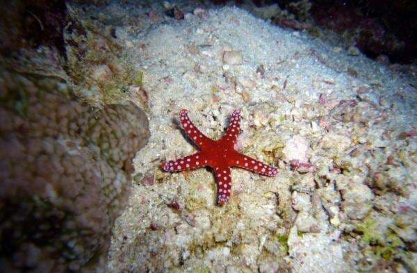 Kenali Bintang Laut Vertebrata dan Invertebrata di Indonesia Kenali Bintang Laut Vertebrata dan Invertebrata di Indonesia