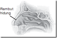 Rambut Hidung: Fakta dan Mitos yang Perlu Diketahui Rambut Hidung: Fakta dan Mitos yang Perlu Diketahui