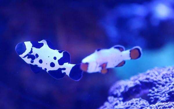 Breeder Lakukan Perkawinan Silang, Muncul Varian Unik Ikan Badut yang Tak Ditemukan di Laut Breeder Lakukan Perkawinan Silang, Muncul Varian Unik Ikan Badut yang Tak Ditemukan di Laut