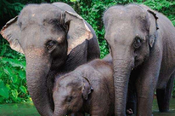 Mau Berkunjung ke Taman Safari Bogor? Kenali 3 Jenis Tiket Masuk dan Perbedaannya! Mau Berkunjung ke Taman Safari Bogor? Kenali 3 Jenis Tiket Masuk dan Perbedaannya!