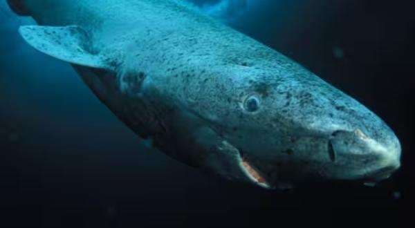 Genom Hiu Greenland Jadi Petunjuk Memperpanjang Umur Manusia Genom Hiu Greenland Jadi Petunjuk Memperpanjang Umur Manusia