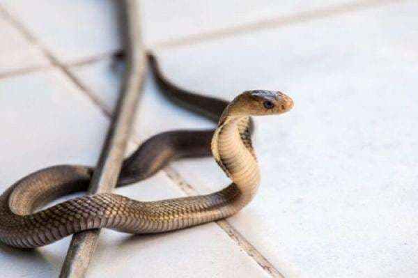 Makna Ular Masuk Rumah dalam Islam Makna Ular Masuk Rumah dalam Islam