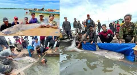 Terancam Punah, 6 Ikan Lele Raksasa Mekong Ditemukan di Kamboja Terancam Punah, 6 Ikan Lele Raksasa Mekong Ditemukan di Kamboja