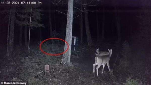 Pemburu Ini Ngaku Melihat Manusia Serigala, Berikut Ciri-cirinya Pemburu Ini Ngaku Melihat Manusia Serigala, Berikut Ciri-cirinya