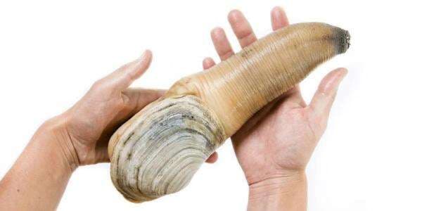 Di Balik Keunikan Kerang Berbentuk Penis, Ilmuwan Temukan Fakta Luar Biasa Di Balik Keunikan Kerang Berbentuk Penis, Ilmuwan Temukan Fakta Luar Biasa