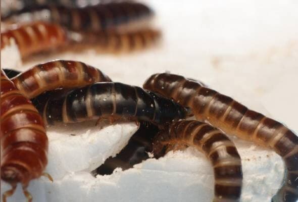 Ilmuwan Temukan Spesies Ulat Pemakan Plastik Ilmuwan Temukan Spesies Ulat Pemakan Plastik