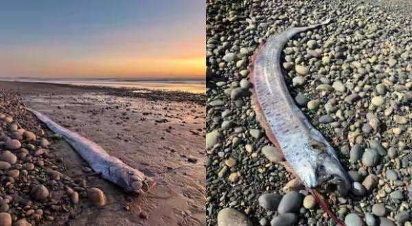 Dipercaya sebagai Tanda Awal Tsunami, Ikan Kiamat Muncul Kembali Dipercaya sebagai Tanda Awal Tsunami, Ikan Kiamat Muncul Kembali