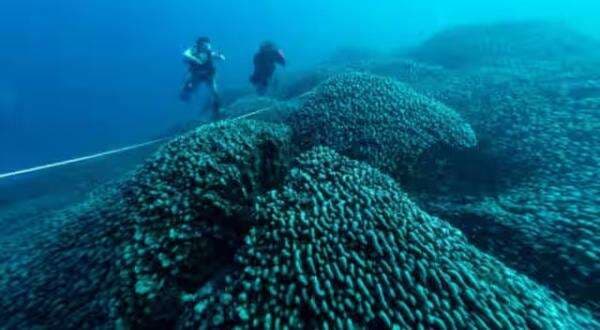 Batu Karang Terbesar di Dunia Berusia 3 Abad Ditemukan, Segini Ukurannya Batu Karang Terbesar di Dunia Berusia 3 Abad Ditemukan, Segini Ukurannya
