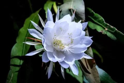 Daftar Bunga Paling Langka di Dunia, Nomor 1 Diyakini Kesukaan Nyi Roro Kidul Daftar Bunga Paling Langka di Dunia, Nomor 1 Diyakini Kesukaan Nyi Roro Kidul