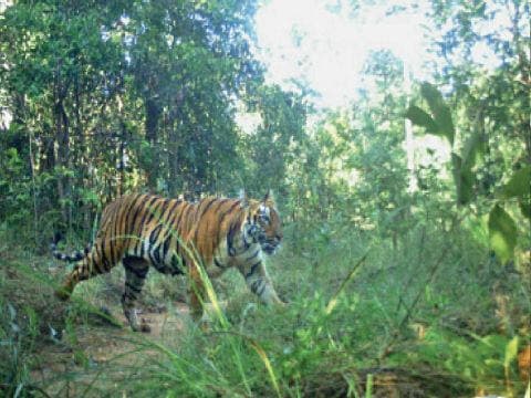 3 Kekuatan Harimau Jawa yang Mengerikan, dari Gigitan hingga Kelincahannya 3 Kekuatan Harimau Jawa yang Mengerikan, dari Gigitan hingga Kelincahannya