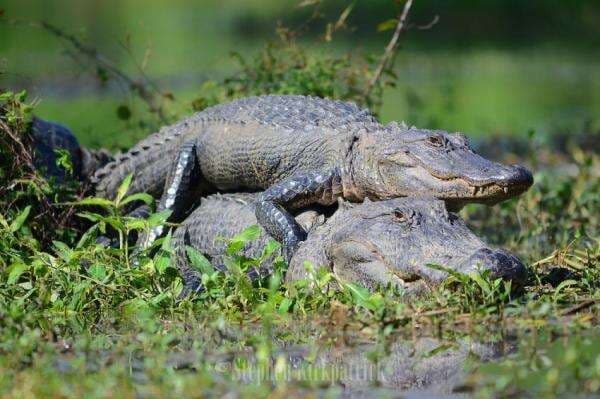 3 Kebiasaan Buaya sebelum Kawin dengan Pasangannya, Salah Satunya Ada Ritual Unik 3 Kebiasaan Buaya sebelum Kawin dengan Pasangannya, Salah Satunya Ada Ritual Unik