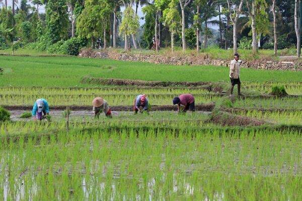 DPR Dukung Prabowo Larang Alih Fungsi Lahan Sawah: Ini Peringatan Keras! DPR Dukung Prabowo Larang Alih Fungsi Lahan Sawah: Ini Peringatan Keras!