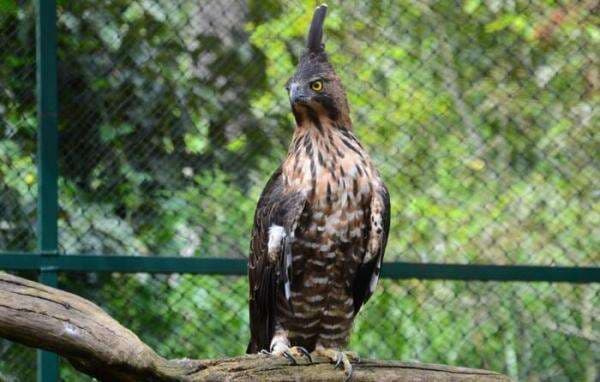 Tempat Wisata di Cijeruk Bogor Ada Penangkaran Elang, Farm Warso hingga Curug Tempat Wisata di Cijeruk Bogor Ada Penangkaran Elang, Farm Warso hingga Curug