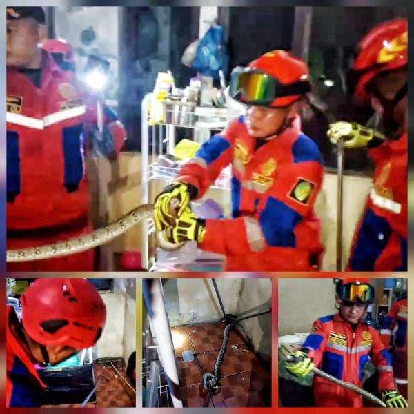 Warga Palangka Raya Kaget, Ular Piton Sepanjang 1,6 Meter Masuk Dapur Rumahnya Warga Palangka Raya Kaget, Ular Piton Sepanjang 1,6 Meter Masuk Dapur Rumahnya