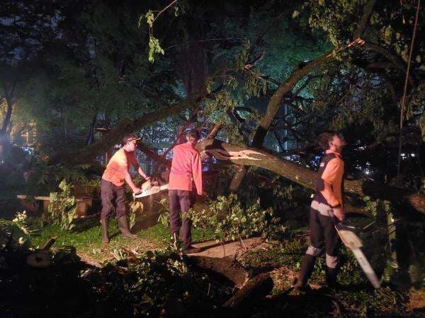 Pohon Tumbang di Kedaung Tangsel, Bocah Perempuan Alami Luka-luka Pohon Tumbang di Kedaung Tangsel, Bocah Perempuan Alami Luka-luka