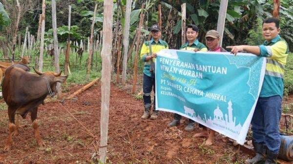 Dibeli dari Peternak Lokal, PT SCM Sebar 28 Ekor Hewan Kurban di Wilayah Lingkar Tambang Dibeli dari Peternak Lokal, PT SCM Sebar 28 Ekor Hewan Kurban di Wilayah Lingkar Tambang