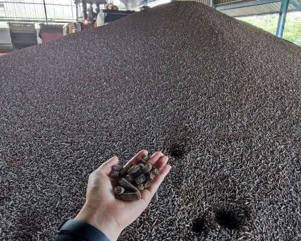 RI Kembangkan Tanaman Energi Jadi Biomassa dan Hidrogen Hijau Nasional RI Kembangkan Tanaman Energi Jadi Biomassa dan Hidrogen Hijau Nasional
