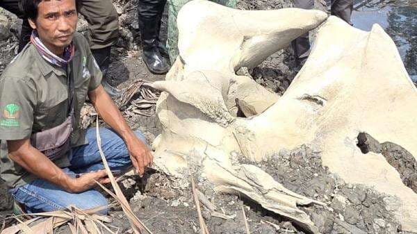 BKSDA Jambi Verifikasi Temuan Tengkorak Satwa Berukuran Besar Tertimbun di Kebun Warga BKSDA Jambi Verifikasi Temuan Tengkorak Satwa Berukuran Besar Tertimbun di Kebun Warga