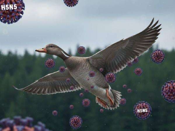 Epidemiolog Ungkap Potensi Virus H5N5 Masuk Indonesia Kecil, tapi Harus Waspada! Epidemiolog Ungkap Potensi Virus H5N5 Masuk Indonesia Kecil, tapi Harus Waspada!