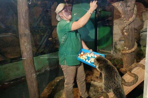 Ragunan Buka Sampai Malam, Tak Semua Satwa Bisa Dilihat Pengunjung Ragunan Buka Sampai Malam, Tak Semua Satwa Bisa Dilihat Pengunjung