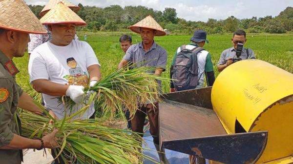 Bujang Kampong Edisi ke 3, Pj Bupati Bangka Panen Padi di Desa Banyu Asin Bujang Kampong Edisi ke 3, Pj Bupati Bangka Panen Padi di Desa Banyu Asin