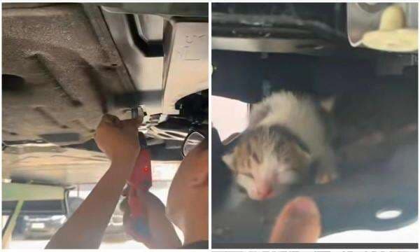 Viral Pemilik BMW Lari ke Bengkel Dengar Suara Dalam Mobil, saat Dibongkar Ada 2 Bayi Kucing Viral Pemilik BMW Lari ke Bengkel Dengar Suara Dalam Mobil, saat Dibongkar Ada 2 Bayi Kucing