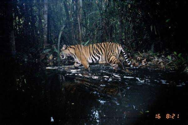 10 Spesies Hewan Terancam Punah di Dunia, Terbanyak Ada di Indonesia 10 Spesies Hewan Terancam Punah di Dunia, Terbanyak Ada di Indonesia