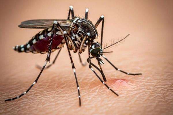 Kasus Chikungunya Meningkat di Singapura, Berikut 5 Cara Mencegahnya Kasus Chikungunya Meningkat di Singapura, Berikut 5 Cara Mencegahnya