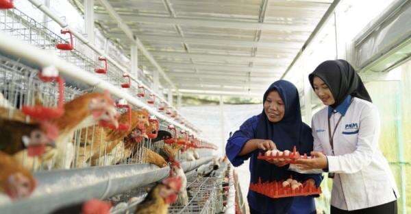 Bantu Ekonomi dan Pangan, PNM Bagikan 240 Ekor Ayam Bantu Ekonomi dan Pangan, PNM Bagikan 240 Ekor Ayam