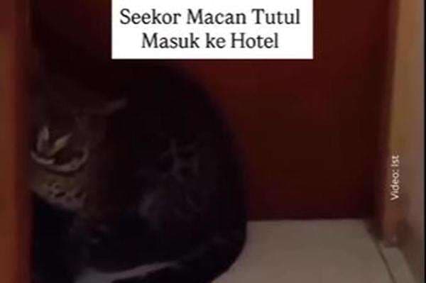 Geger! Macan Tutul Masuk Hotel di Bandung, Evakuasi Berlangsung Dramatis Geger! Macan Tutul Masuk Hotel di Bandung, Evakuasi Berlangsung Dramatis