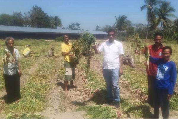 Dampingi Panen 50 Ton Bawang, Legislator Partai Perindo Mesak Mbura Komitmen Sejahterakan Petani Kupang Dampingi Panen 50 Ton Bawang, Legislator Partai Perindo Mesak Mbura Komitmen Sejahterakan Petani Kupang