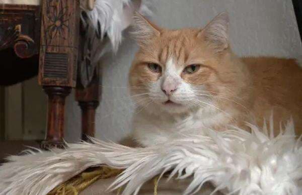 Viral! Pengadilan Hukum Kucing Oyen Jadi Tahanan Rumah Seumur Hidup, Salah Apa? Viral! Pengadilan Hukum Kucing Oyen Jadi Tahanan Rumah Seumur Hidup, Salah Apa?