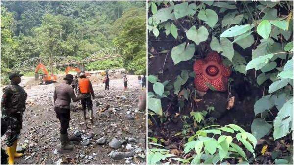 Viral Bunga Rafflesia Ditemukan di Lokasi Banjir Jembatan Kembar Padang Panjang Viral Bunga Rafflesia Ditemukan di Lokasi Banjir Jembatan Kembar Padang Panjang