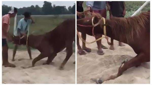 Video Viral Kuda Pacu Alami Cedera Fatal Saat Latihan di Waingapu: Dua Kaki Depan Patah Video Viral Kuda Pacu Alami Cedera Fatal Saat Latihan di Waingapu: Dua Kaki Depan Patah