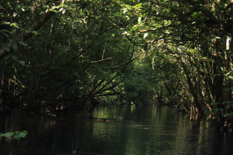 Menhut Segel Empat Subjek Hukum yang Diduga Jadi Biang Kerok Banjir Sumatera Menhut Segel Empat Subjek Hukum yang Diduga Jadi Biang Kerok Banjir Sumatera