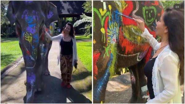 Melanie Subono Marah Lihat Gajah di Mason Elephant Park and Lodge Bali Dicoret-coret Cat! Melanie Subono Marah Lihat Gajah di Mason Elephant Park and Lodge Bali Dicoret-coret Cat!