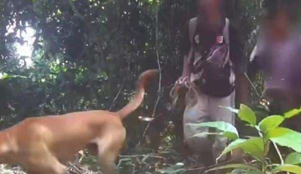 5 Pemburu Macan Tutul Jawa di Hutan Gunung Sanggabuana Karawang Ditangkap 5 Pemburu Macan Tutul Jawa di Hutan Gunung Sanggabuana Karawang Ditangkap