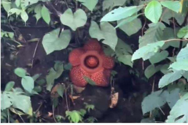 Viral Penampakan Rafflesia Mekar saat Anggota TNI Cari Korban Banjir Padang Panjang Viral Penampakan Rafflesia Mekar saat Anggota TNI Cari Korban Banjir Padang Panjang