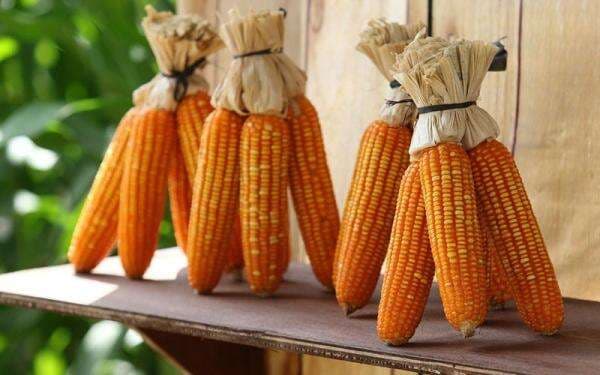 Pemerintah Tak akan Impor Jagung di 2026, Stok Aman Pemerintah Tak akan Impor Jagung di 2026, Stok Aman