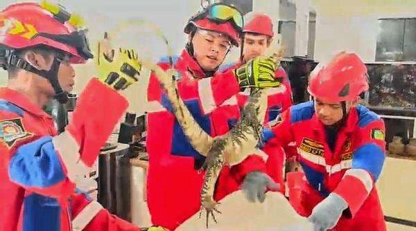 Biawak Besar Masuk Rumah Warga di Palangka Raya, Berhasil Dievakuasi Tim Rescue Damkar Biawak Besar Masuk Rumah Warga di Palangka Raya, Berhasil Dievakuasi Tim Rescue Damkar