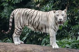 3 Perbedaan Harimau Putih dan Harimau Biasa, Selain dari Warnanya