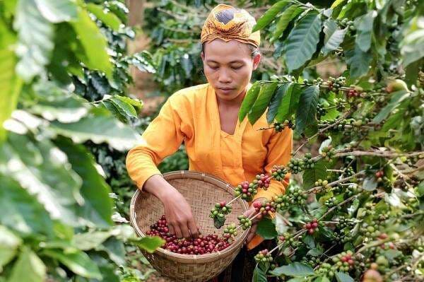 Kopi Senduro, Warisan Lereng Semeru yang Kini Jadi Daya Tarik Wisata Kopi Senduro, Warisan Lereng Semeru yang Kini Jadi Daya Tarik Wisata